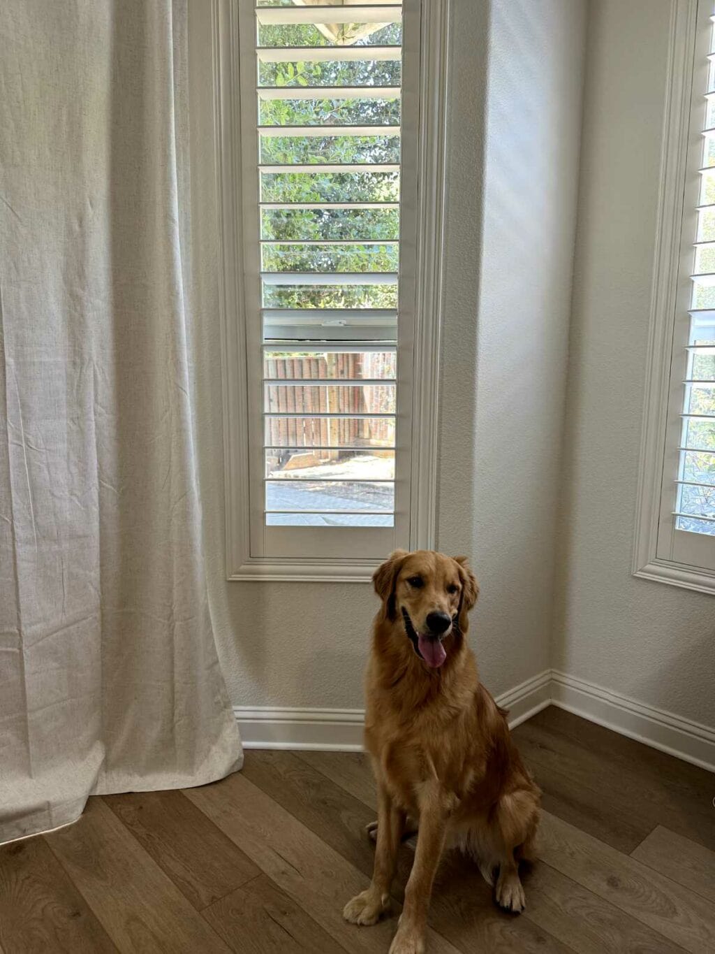 Pet-friendly window treatments and blinds